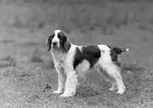 Springer: FALL/WELSH SPRINGER