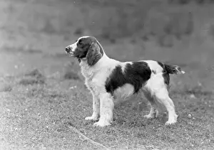 Springer: FALL/WELSH SPRINGER