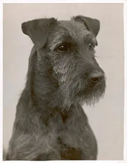 Fall - Welsh Terrier - 1931