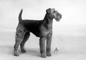 Northcote: FALL/WELSH TERRIER/1937