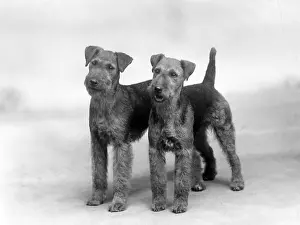 Northcote: FALL/WELSH TERRIER/1937