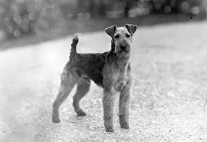 Unnamed: FALL/WELSH TERRIER/1946