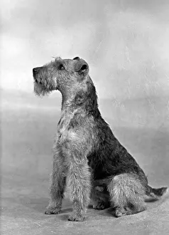 Clemens: FALL/WELSH TERRIER/1949