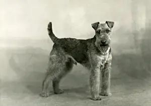 Clemens: FALL/WELSH TERRIER/1949