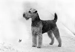 Colley: FALL/WELSH TERRIER/1952