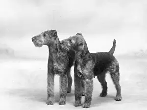 Northcote: FALL/WELSH TERRIERS/1937