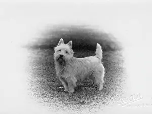 Chieftain: FALL/WESTIE/1920