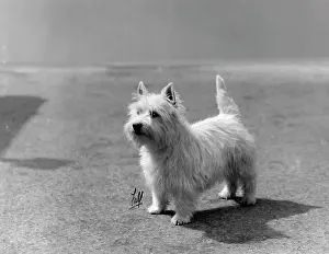 Shrapnel: FALL/WESTIE/1931