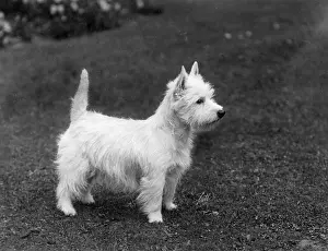 Poacher: FALL/WESTIE/1933