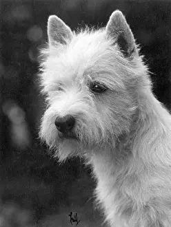 Poacher: FALL/WESTIE/1933