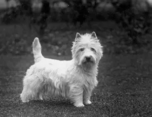 Prefect: FALL/WESTIE/1936