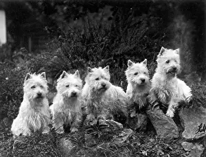 Belonging: FALL/WESTIE/1936