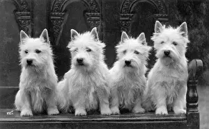 Kennel: FALL/WESTIE/1936