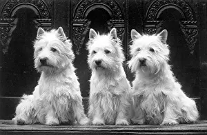 Peacock: FALL/WESTIE/1936