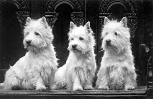 Peacock: FALL/WESTIE/1936