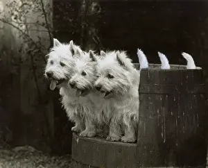 Sticking: FALL/WESTIE/1937