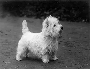 Bream: FALL/WESTIE/1938