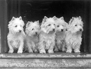 Westie: FALL/WESTIE/1938
