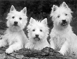 Westie: FALL/WESTIE/1938
