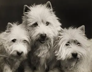 Westie: Fall - Westie - 1939