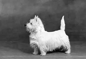 Bann: FALL/WESTIE/1945