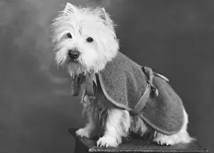 Rogue: FALL/WESTIE/1947