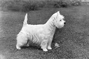 Sensation: FALL/WESTIE/1950