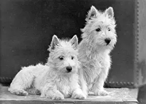 Westie: FALL/WESTIE/1950