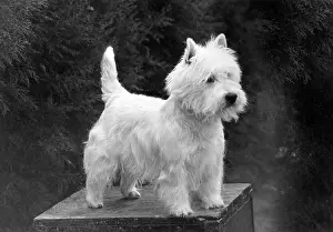 Westie: FALL/WESTIE/1952