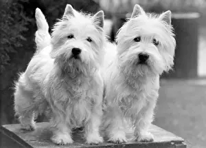 Piquet: FALL/WESTIE/1952