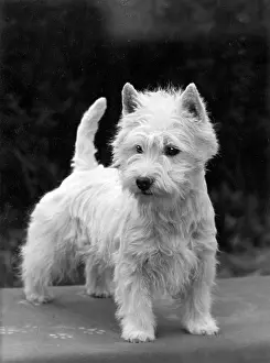 Radiant: FALL/WESTIE/1954