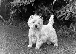Whitworth: FALL/WESTIE/1955