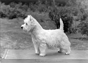 Philippa: FALL/WESTIE/1956