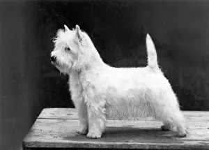Westie: FALL/WESTIE/1962