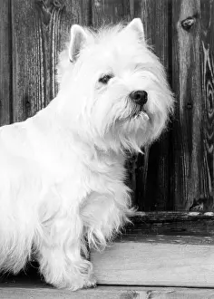 Westie: FALL/WESTIE/1962