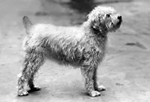Percy: FALL/WHEATEN TERRIER/59