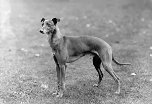 Whippet: FALL/WHIPPET/1931
