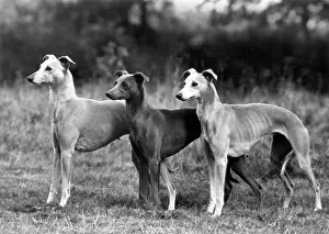Satin: FALL/WHIPPET/1943