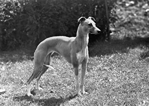 Whippet: FALL/WHIPPET/1948