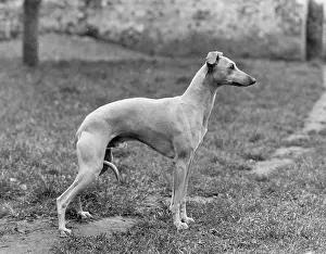 Whippet: FALL/WHIPPET/1954