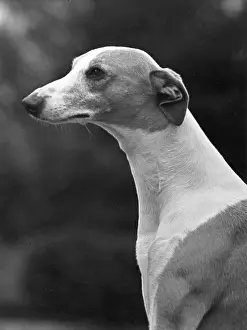 Whippet: FALL/WHIPPET/1954