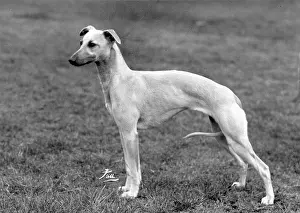 Whippet: FALL/WHIPPET/1960