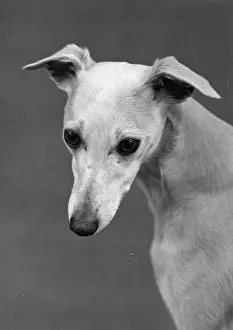Whippet: FALL/WHIPPET/1960