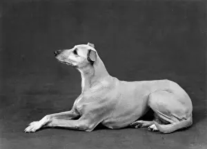 Whippet: FALL/WHIPPET/1962