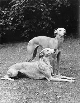 Whippet: FALL/WHIPPET/1970