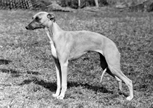Whippet: FALL/WHIPPET/1976
