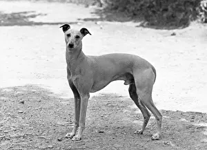 Whippet: FALL/WHIPPET/SHERRIFF