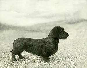 Seale: FALL/WIRE DACHSHUND/1936