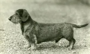 Seale: FALL/WIRE DACHSHUND/1946