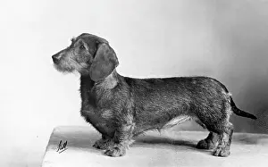 Wylde: FALL/WIRE DACHSHUND/1951